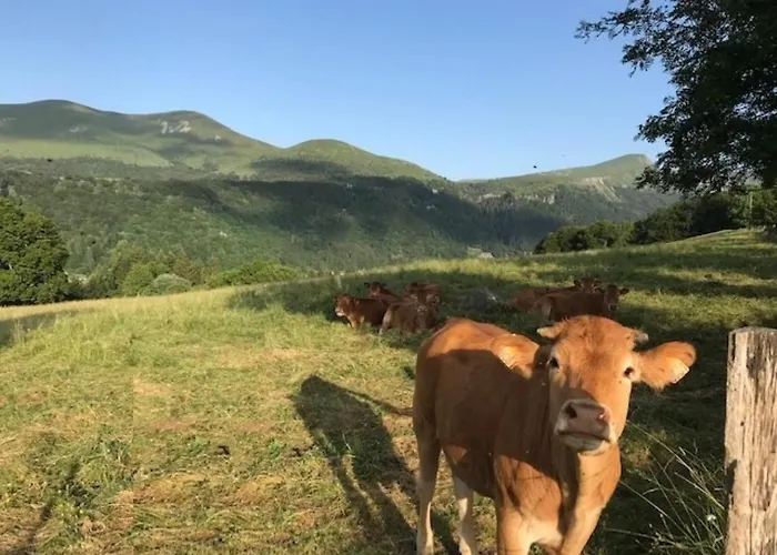 Appartement Appart. T2 Au Mont-dore, 4 Pers., Parc Et Montagne - Fr-1-608-115 *